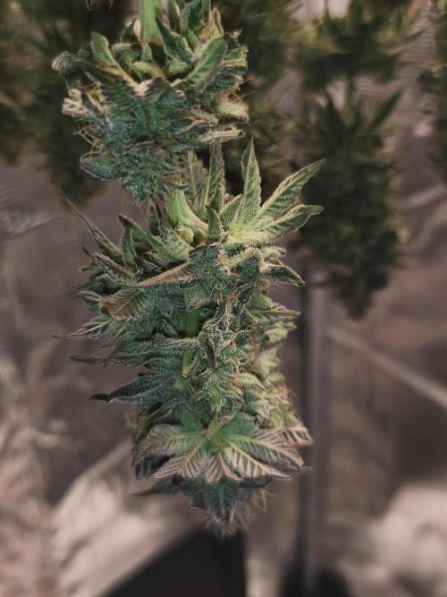 2x Fryday Boof Anesia Seeds. Week 15