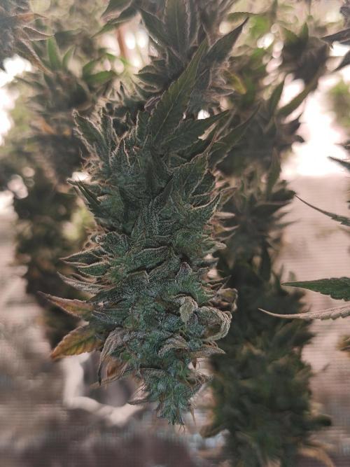 2x Fryday Boof Anesia Seeds. Week 15