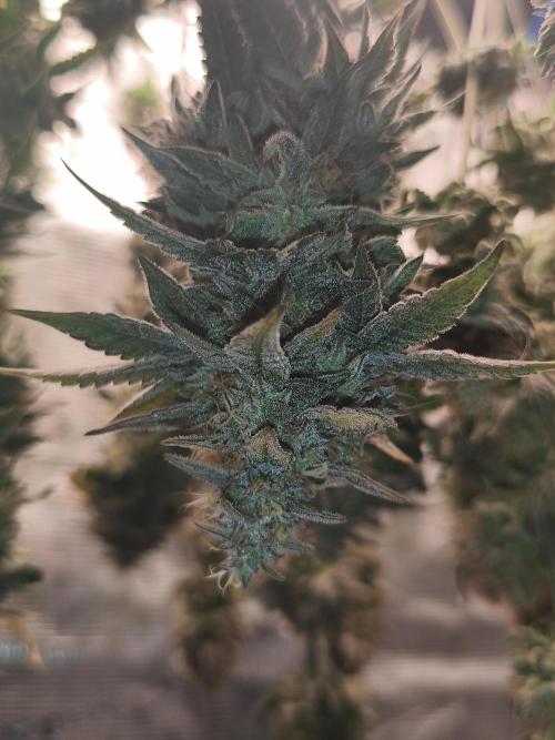 2x Fryday Boof Anesia Seeds. Week 15