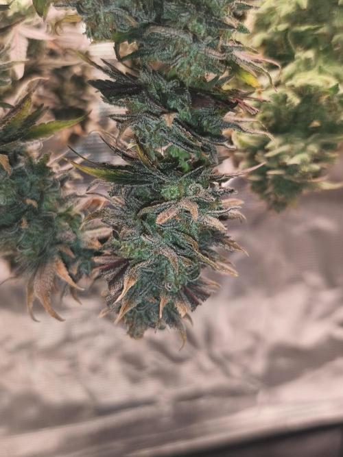 1X Blue Cookies  MSNL. Week 15