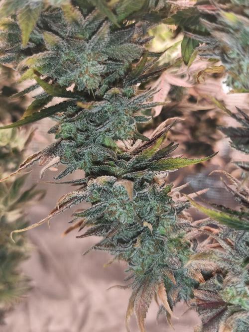 1X Blue Cookies  MSNL. Week 15