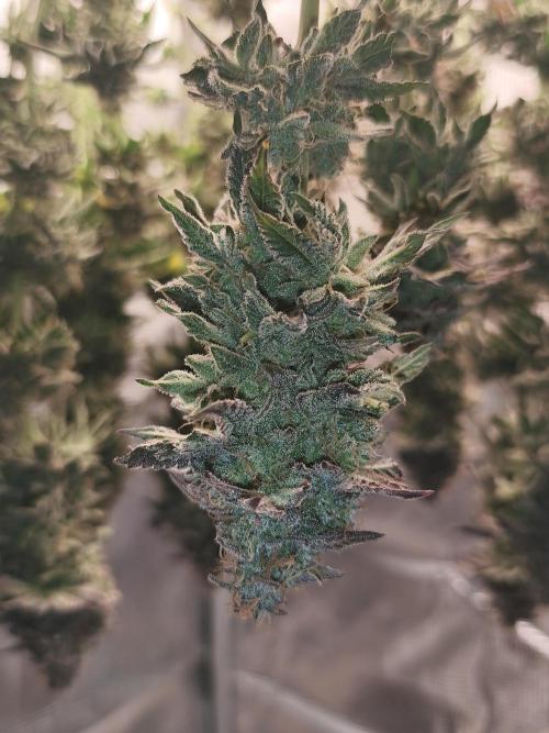 1X Blue Cookies  MSNL. Week 15