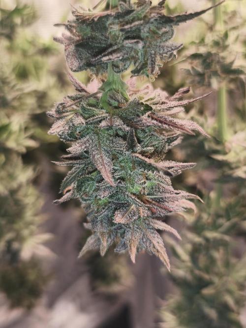 1X Blue Cookies  MSNL. Week 15