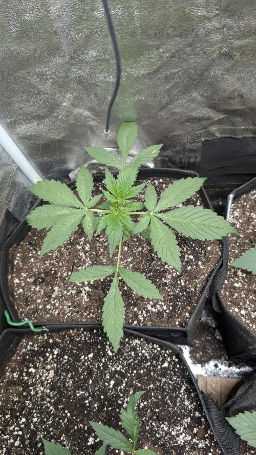 random #1. Week 3