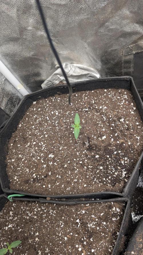 random #1. Week 1