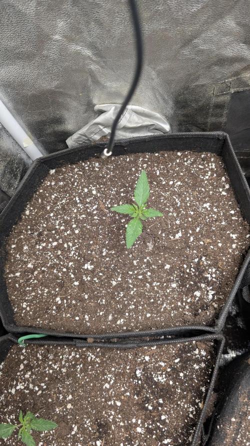 random #1. Week 1