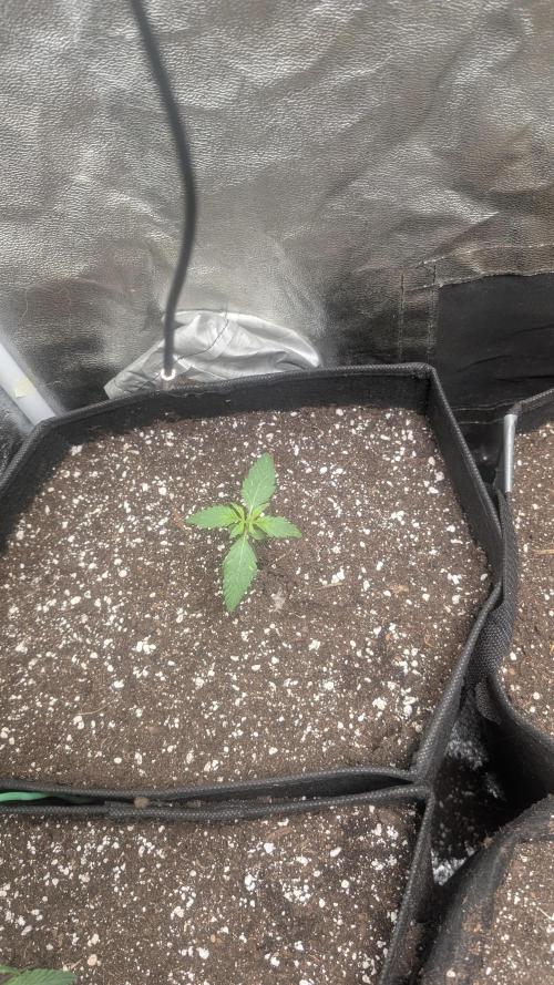 random #1. Week 1