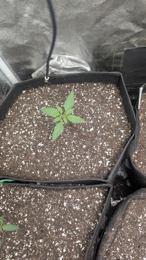 random #1. Week 1