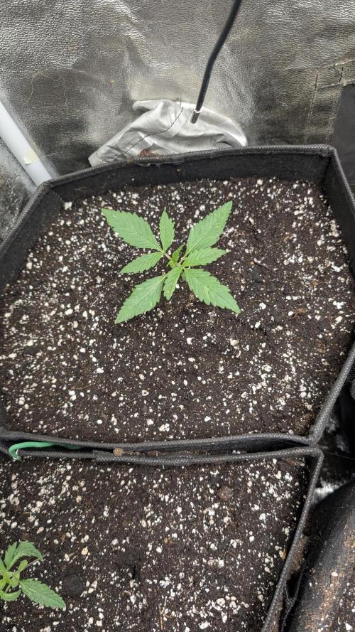 random #1. Week 1
