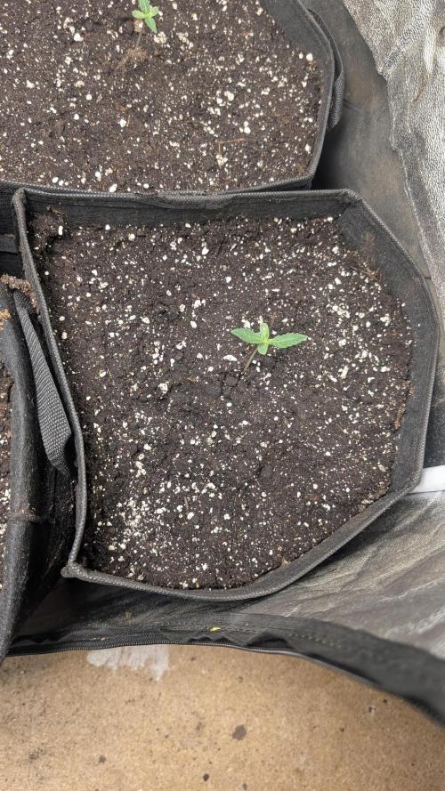random #2. Week 1