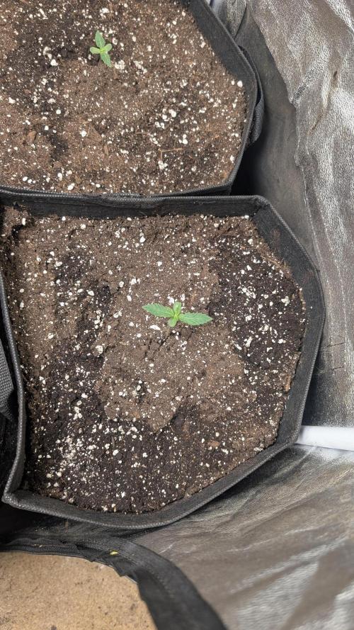 random #2. Week 1