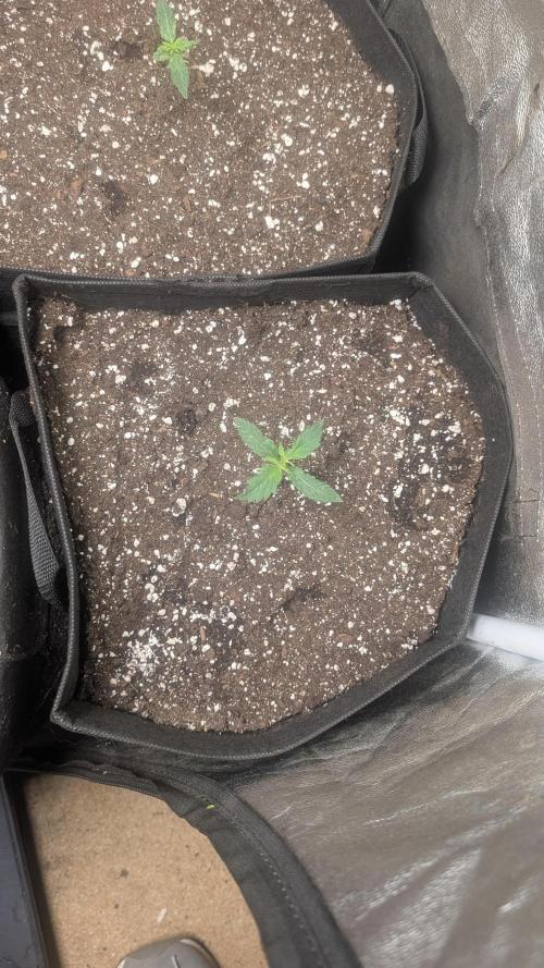 random #2. Week 1