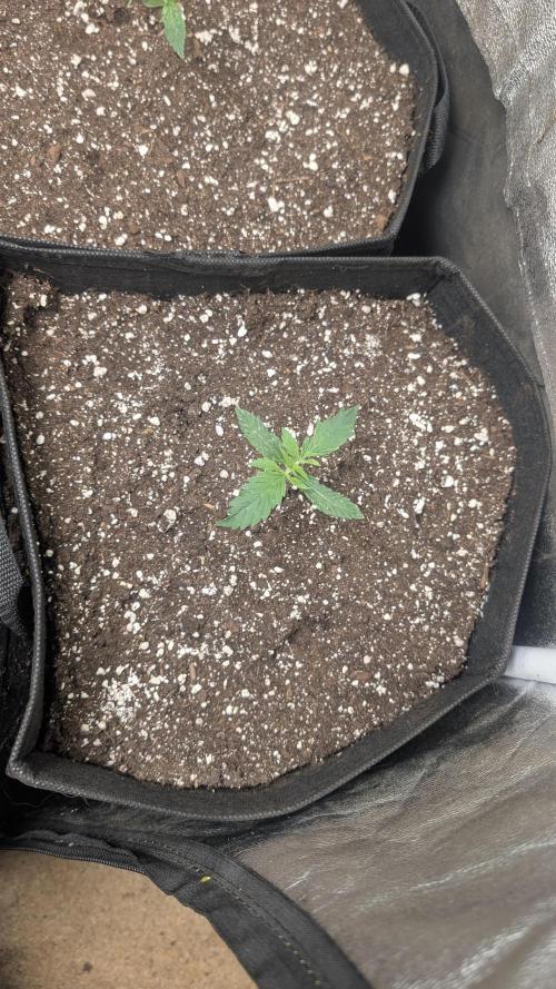 random #2. Week 1