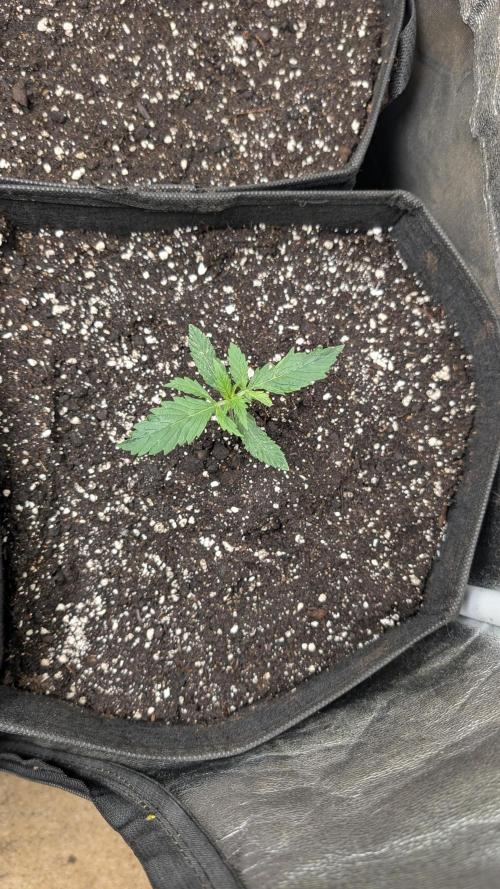 random #2. Week 1