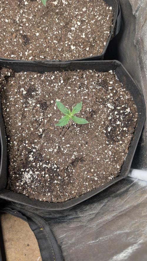 random #2. Week 1