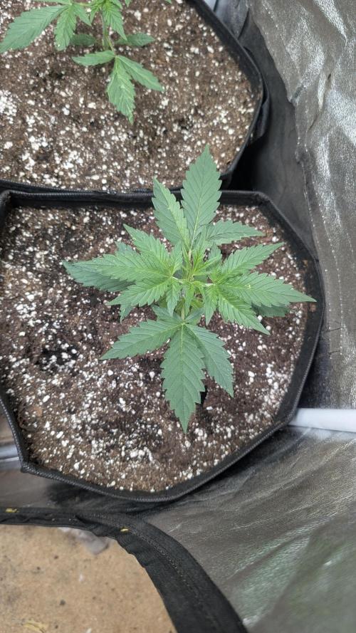 random #2. Week 3