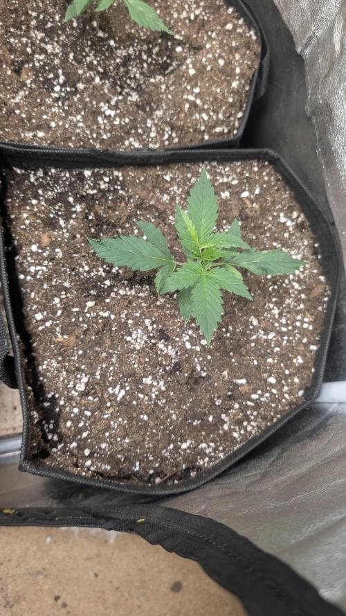 random #2. Week 2