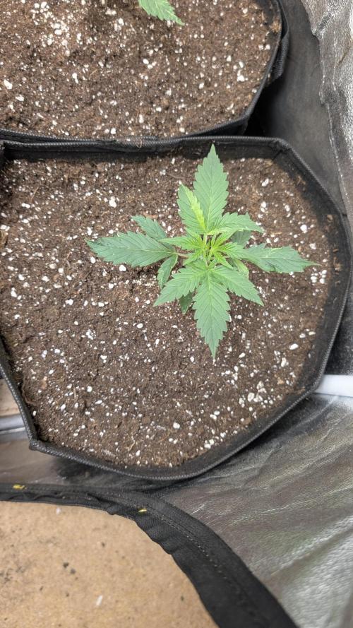 random #2. Week 2