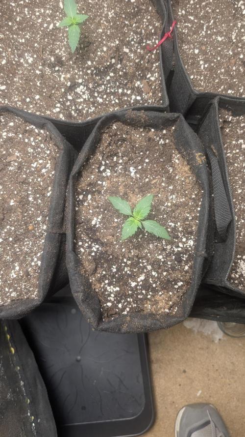 random #3. Week 1