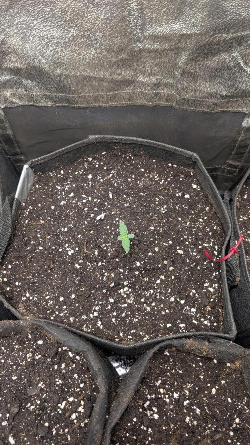 fast buds purple lemonade. Week 1