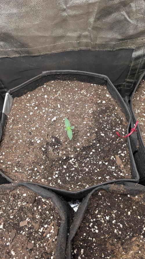 fast buds purple lemonade. Week 1