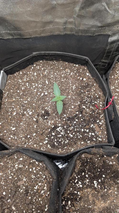 fast buds purple lemonade. Week 1