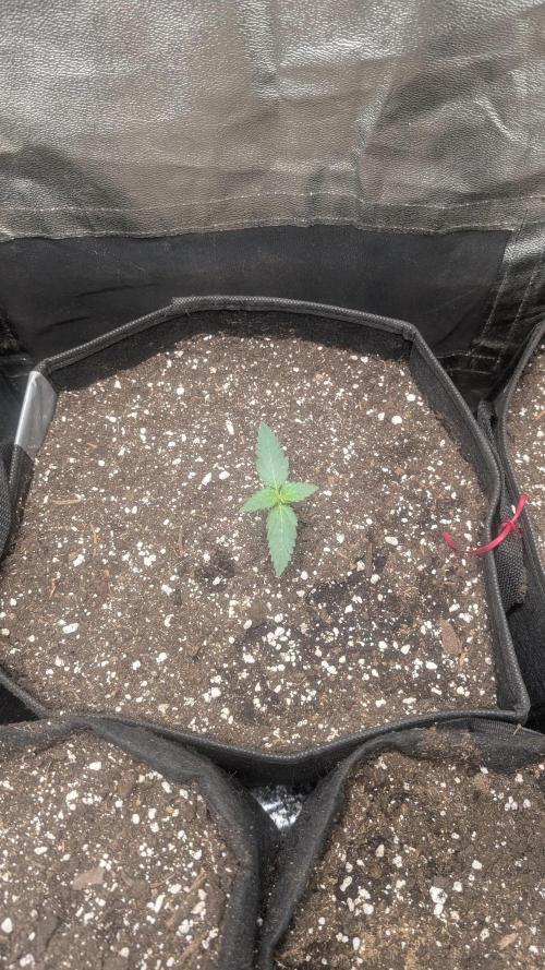 fast buds purple lemonade. Week 1