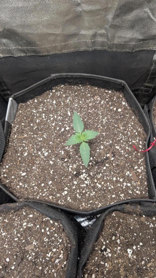 fast buds purple lemonade. Week 1