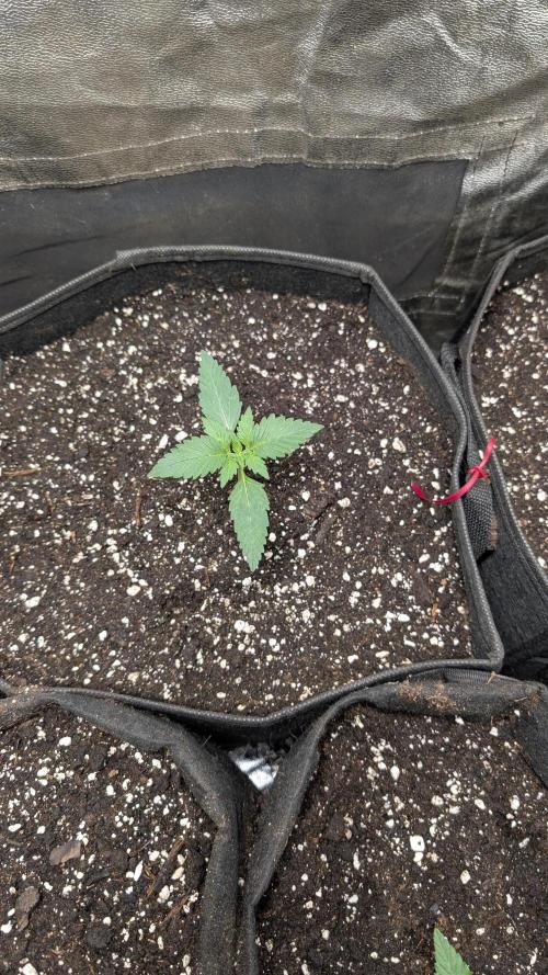 Purple Lemonade Auto. Week 1