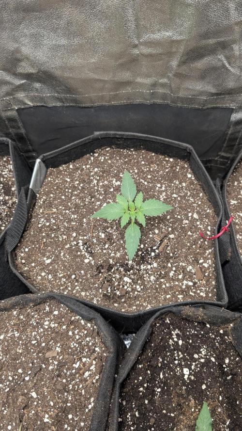 fast buds purple lemonade. Week 2