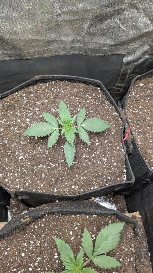 fast buds purple lemonade. Week 2