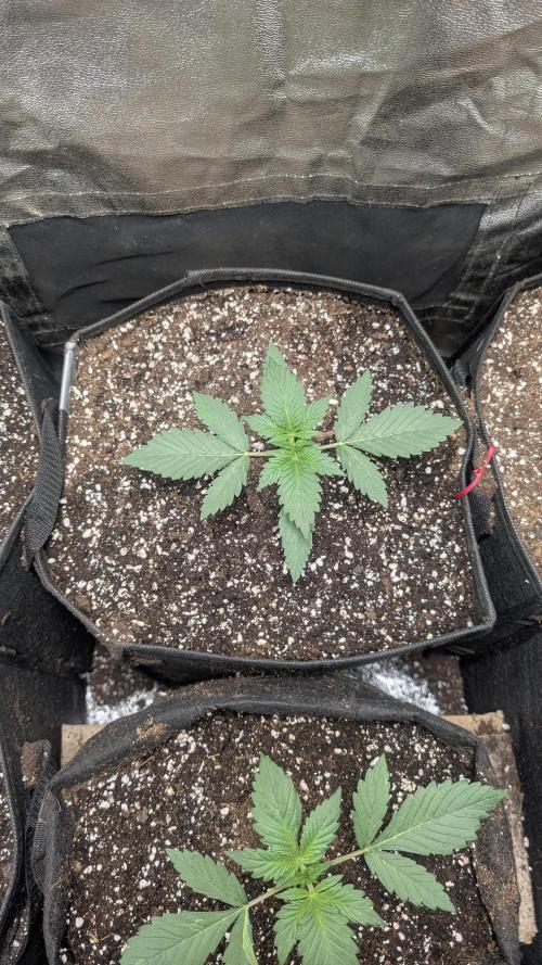 fast buds purple lemonade. Week 2