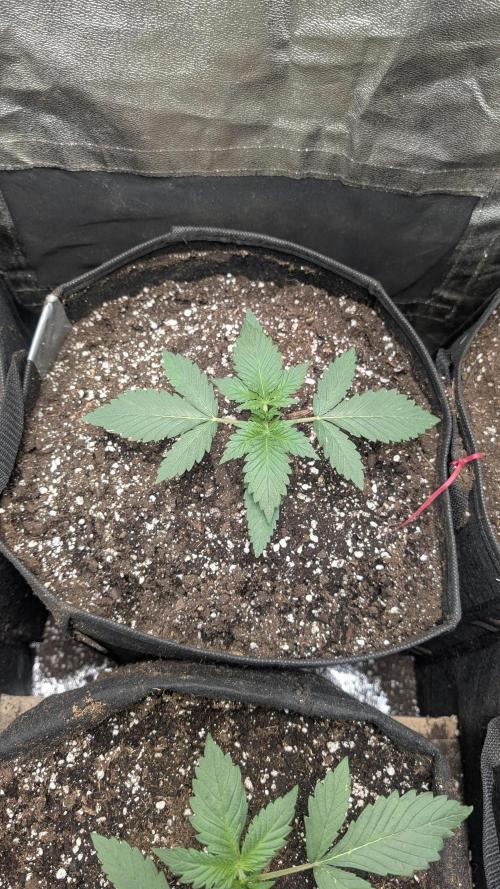 fast buds purple lemonade. Week 2