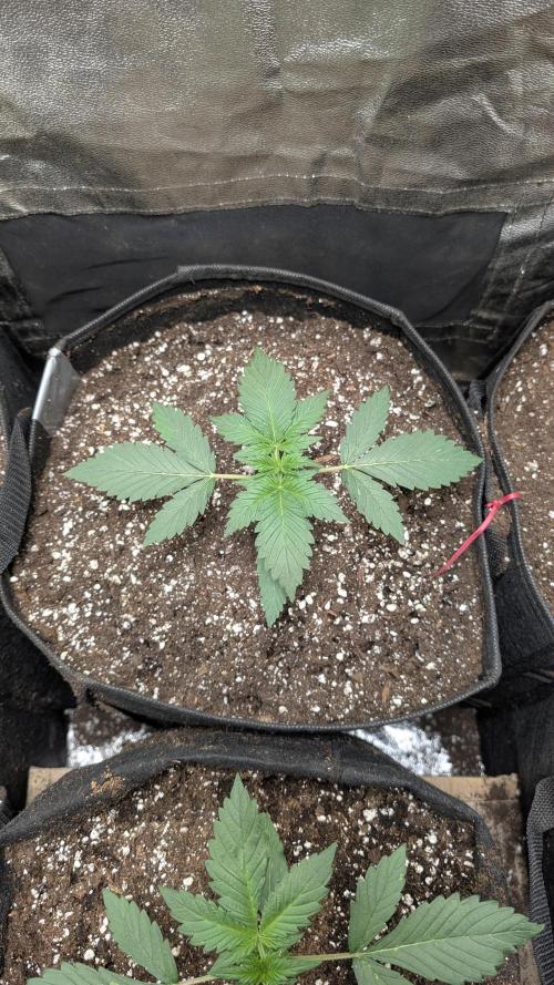 fast buds purple lemonade. Week 2