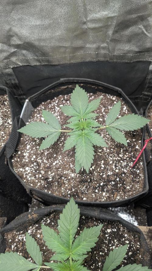 fast buds purple lemonade. Week 2