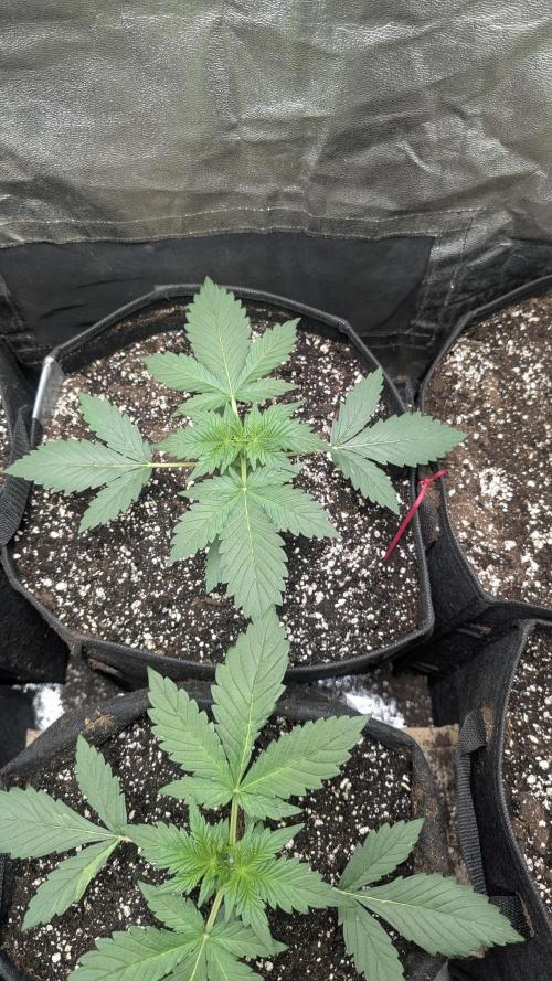 Purple Lemonade Auto. Week 2