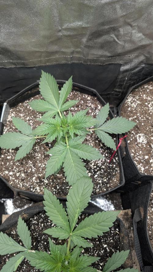 Purple Lemonade Auto. Week 3