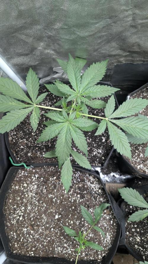 random #1. Week 3