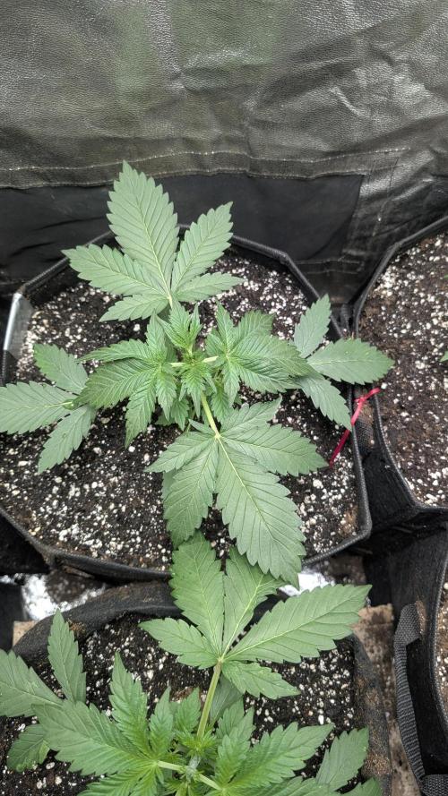 fast buds purple lemonade. Week 3