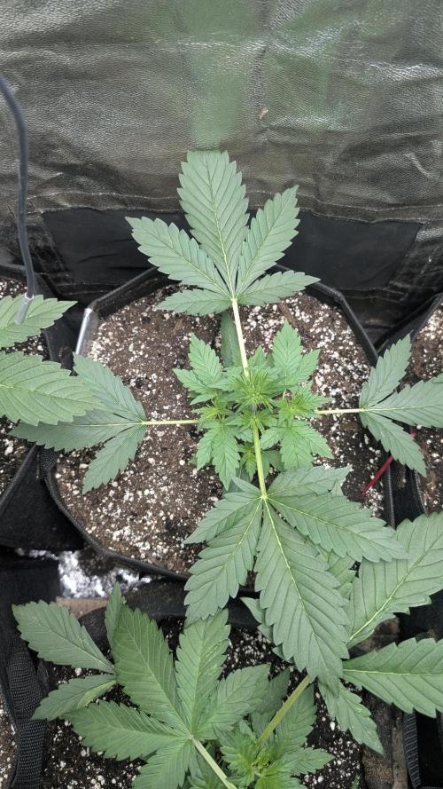 fast buds purple lemonade. Week 3
