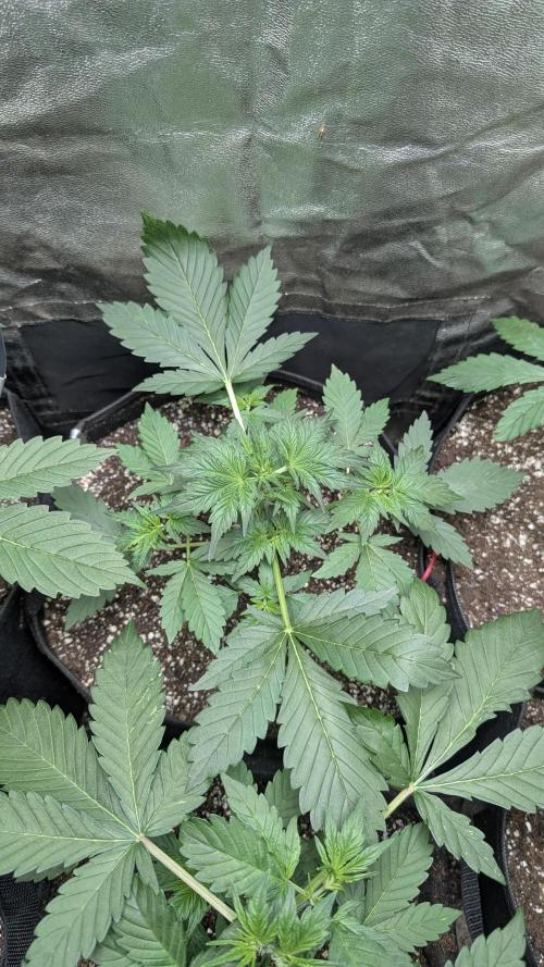 Purple Lemonade Auto. Week 3