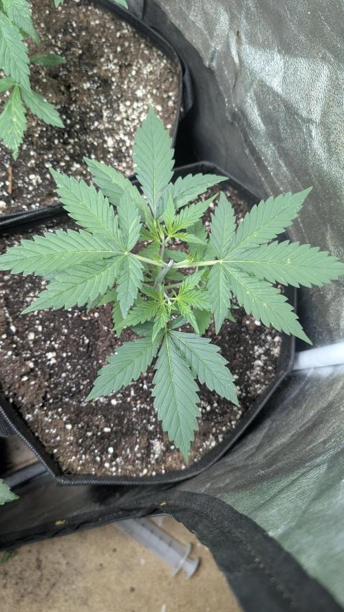 random #2. Week 3