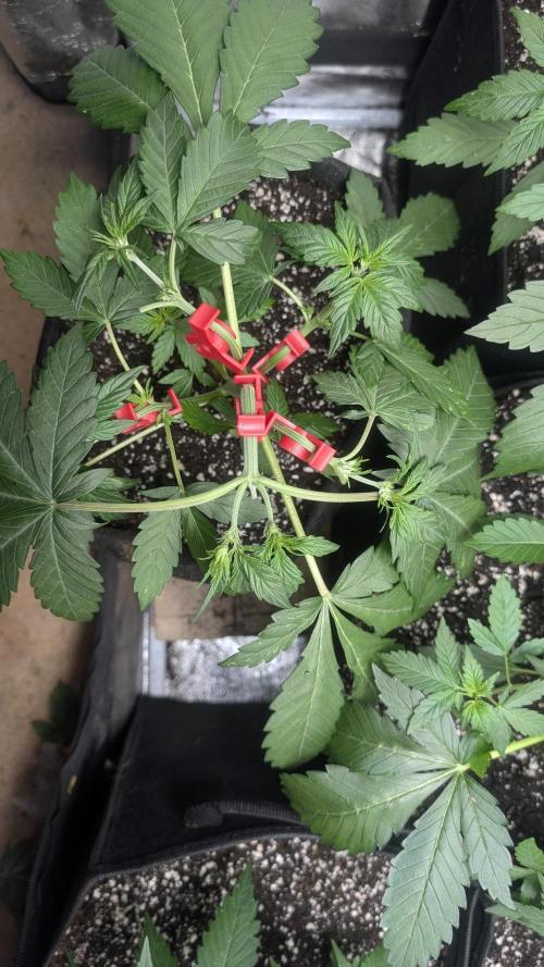 Mix Pack Auto. Week 4