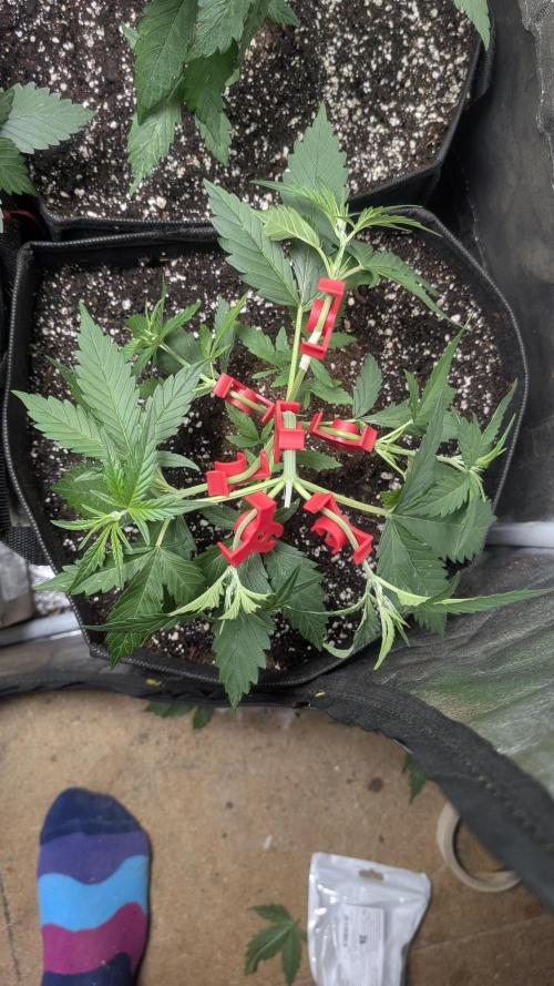 Mix Pack Auto. Week 4