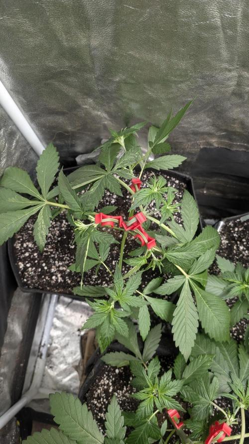 Mix Pack Auto. Week 4