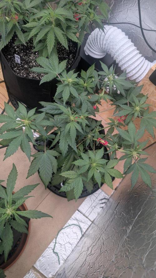 Mix Pack Auto. Week 5