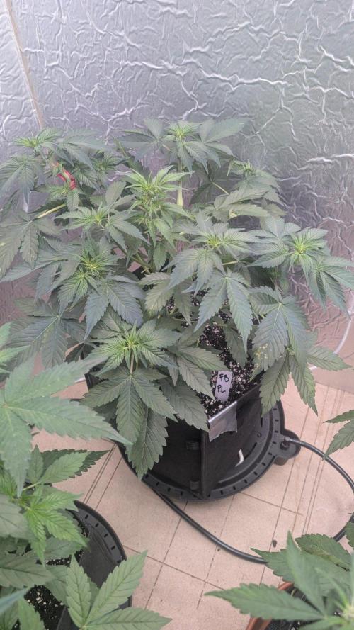 Purple Lemonade Auto. Week 5