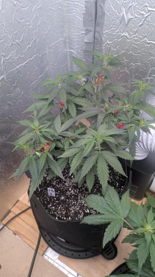 Mix Pack Auto. Week 5