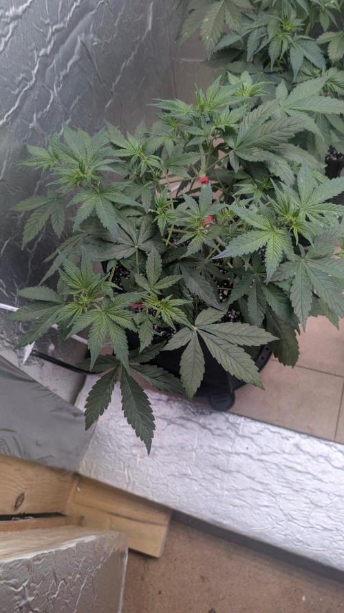 Mix Pack Auto. Week 5