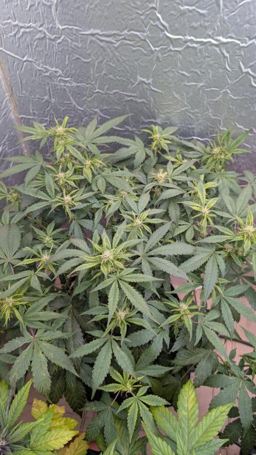Mix Pack Auto. Week 6